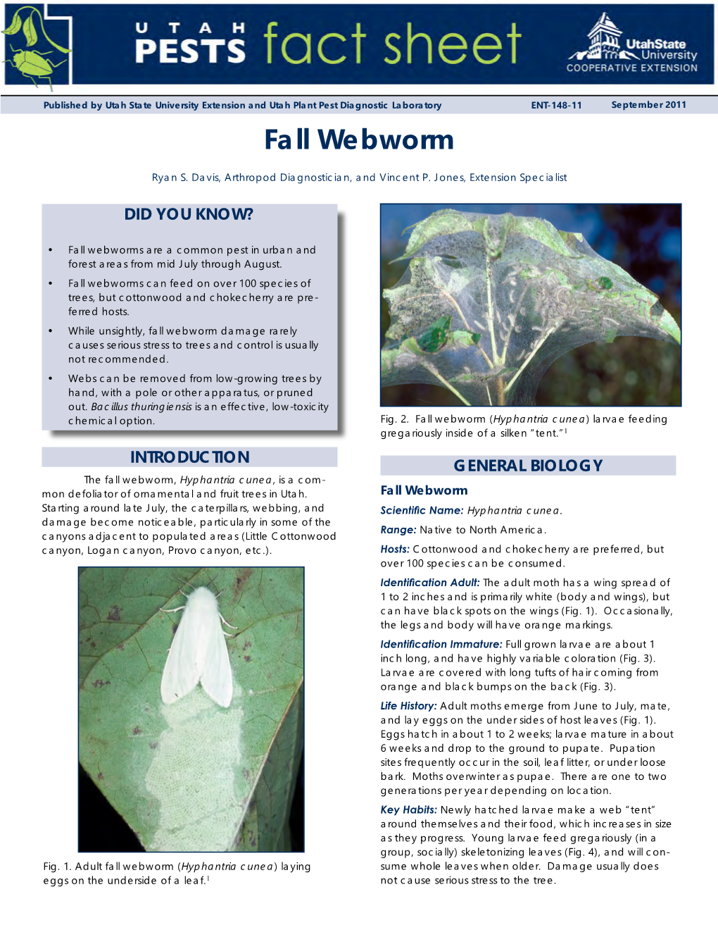 Fall Webworm