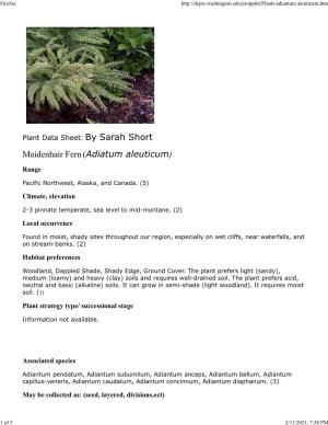 Maidenhair Fern(Adiatum Aleuticum)