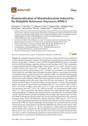Biomineralization of Monohydrocalcite Induced by the Halophile Halomonas Smyrnensis WMS-3