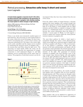 Retinal Processing: Amacrine Cells Keep It Short and Sweet Leon Lagnado