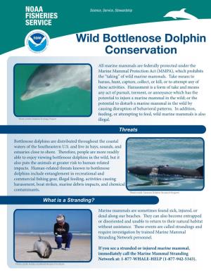 Wild Bottlenose Dolphin Conservation