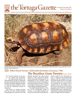 The Brazilian Giant Tortoise by M. A. Cohen