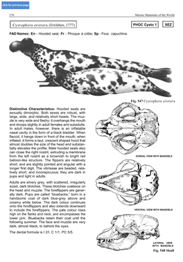 Cystophora Cristata (Erxleben, 1777) PHOC Cysto 1 SEZ