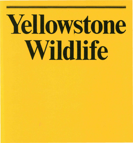 Yellowstone Wildlife DISCOVERY of a WONDERLAND