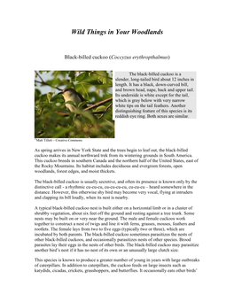 Black-Billed Cuckoo (Coccyzus Erythropthalmus)