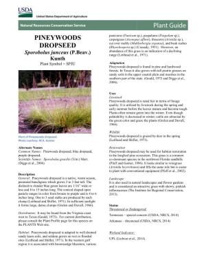 Pineywoods Dropseed (Sporobolus Junceus)
