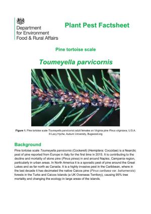Toumeyella Parvicornis Plant Pest Factsheet
