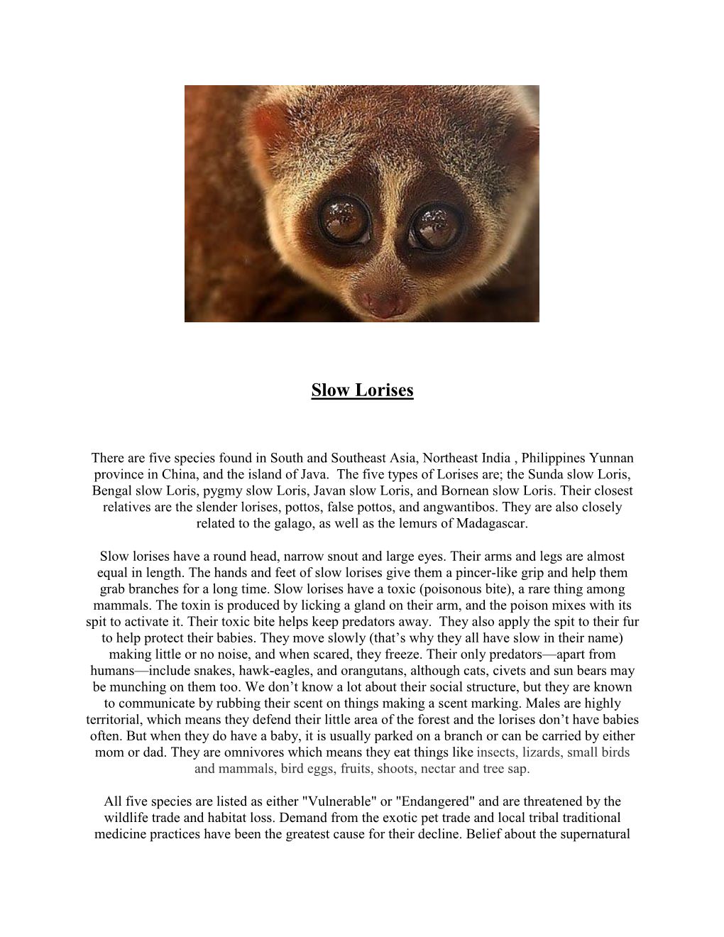 Slow Lorises