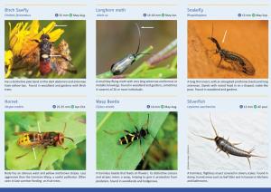 Intriguing Insects Miniguide