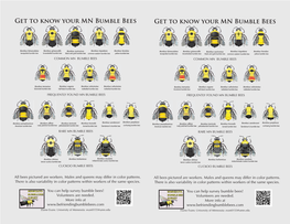 Get to Know Your MN Bumble Bees Get to Know Your MN Bumble Bees