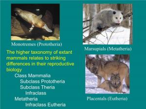 Monotremes (Prototheria) Marsupials (Metatheria) Placentals