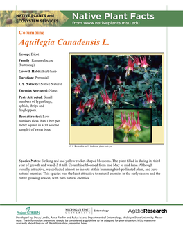 Columbine Aquilegia Canadensis L