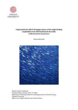 Light Positively Affects Foraging Success of the Night Feeding Zooplanktivorous Fish Hardyhead Silverside (Atherinomorus Lacunosus)