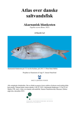 Akarnanisk Blankesten, Pagellus Acarne