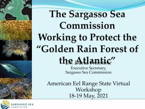 The Sargasso Sea Commission Working to Protect the “Golden Rain Forest of Thedr