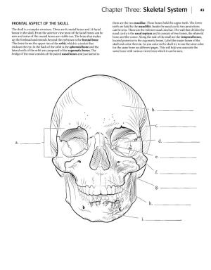 Skeletal System 43
