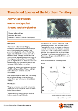 Grey Currawong