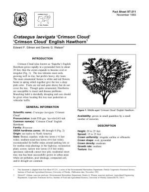 Crataegus Laevigata 'Crimson Cloud' 'Crimson Cloud' English Hawthorn