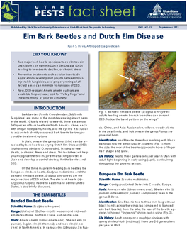 Elm Bark Beetles and Dutch Elm Disease