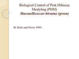 Biological Control of Pink Hibiscus Mealybug (PHM) Maconellicoccus Hirsutus (Green)