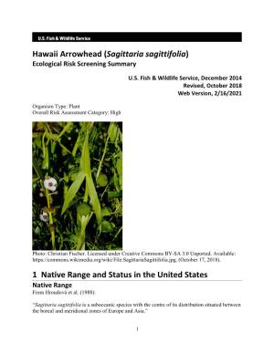 Hawaii Arrowhead (Sagittaria Sagittifolia) Ecological Risk Screening Summary