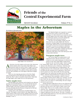 Maples in the Arboretum by Robert Glendinning the Manitoba Maple ( Acer Negundo ) Is a Survivor That Grows from Cracks in Cement in the Urban Landscape