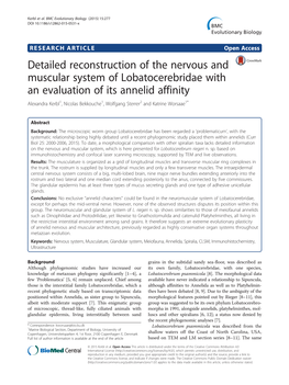 Detailed Reconstruction of the Nervous and Muscular System Of