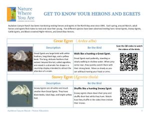 Get to Know Your Herons and Egrets