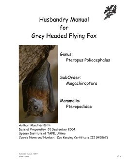 Grey Headed Flying Fox