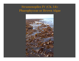 Lecture21 Stramenopiles-Phaeophyceae.Pptx