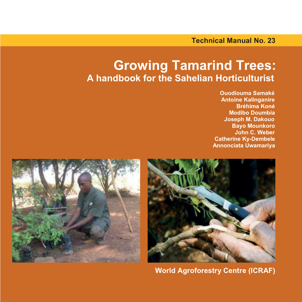Growing Tamarind Trees