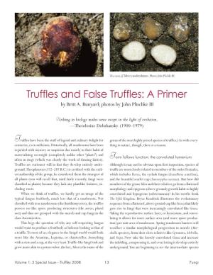 Truffles and False Truffles: a Primer by Britt A