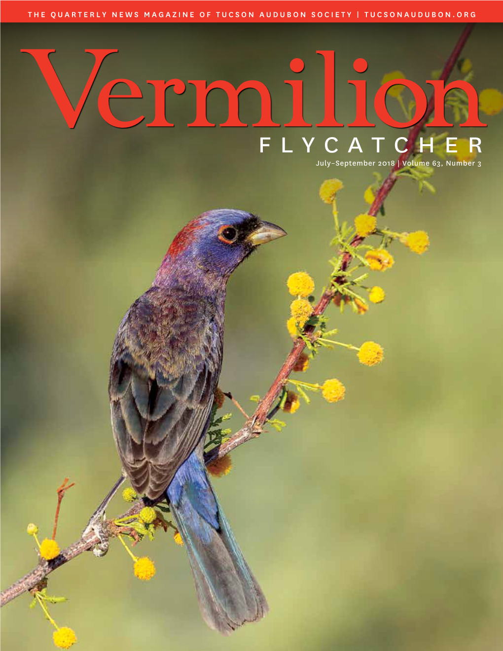 Flycatcher July–September 2018 | Volume 63, Number 3 FEATURES 4 Southeast Arizona Birding Festival 8 Introducing Board President, Mary Walker
