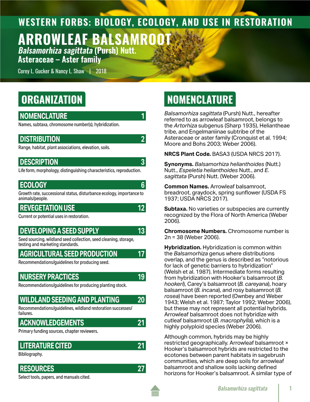 ARROWLEAF BALSAMROOT Balsamorhiza Sagittata (Pursh) Nutt