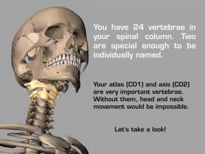 You Have 24 Vertebrae in Your Spinal Column. Two Are Special Enough to Be Individually Named