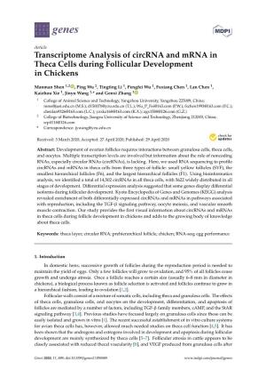 Transcriptome Analysis of Circrna and Mrna in Theca Cells During Follicular Development in Chickens