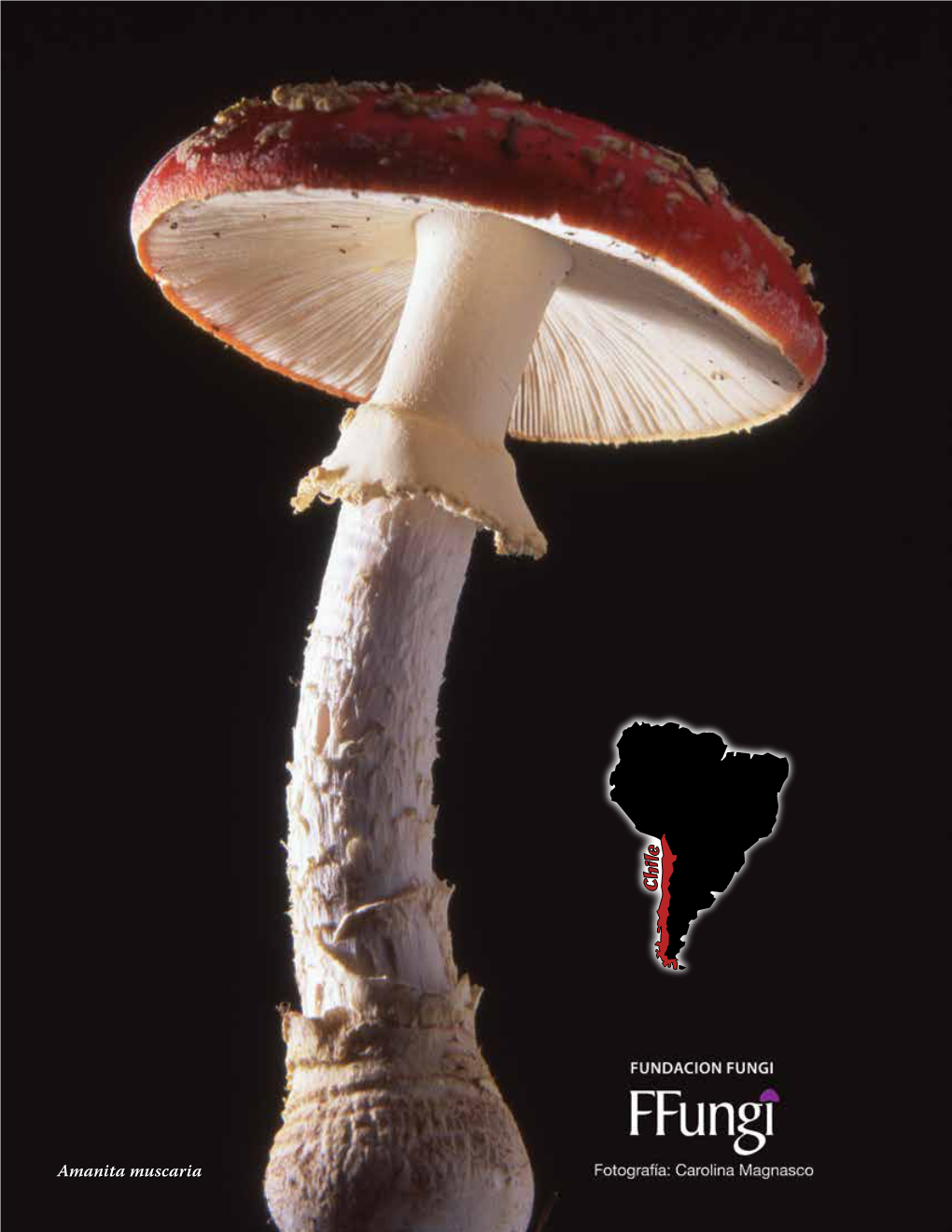 Amanita Muscaria 36 FUNGI Volume 11:1 Spring 2018 Giuliana Furci Presidente, Fundacion Fungi; Gfurci@Ffungi.Org