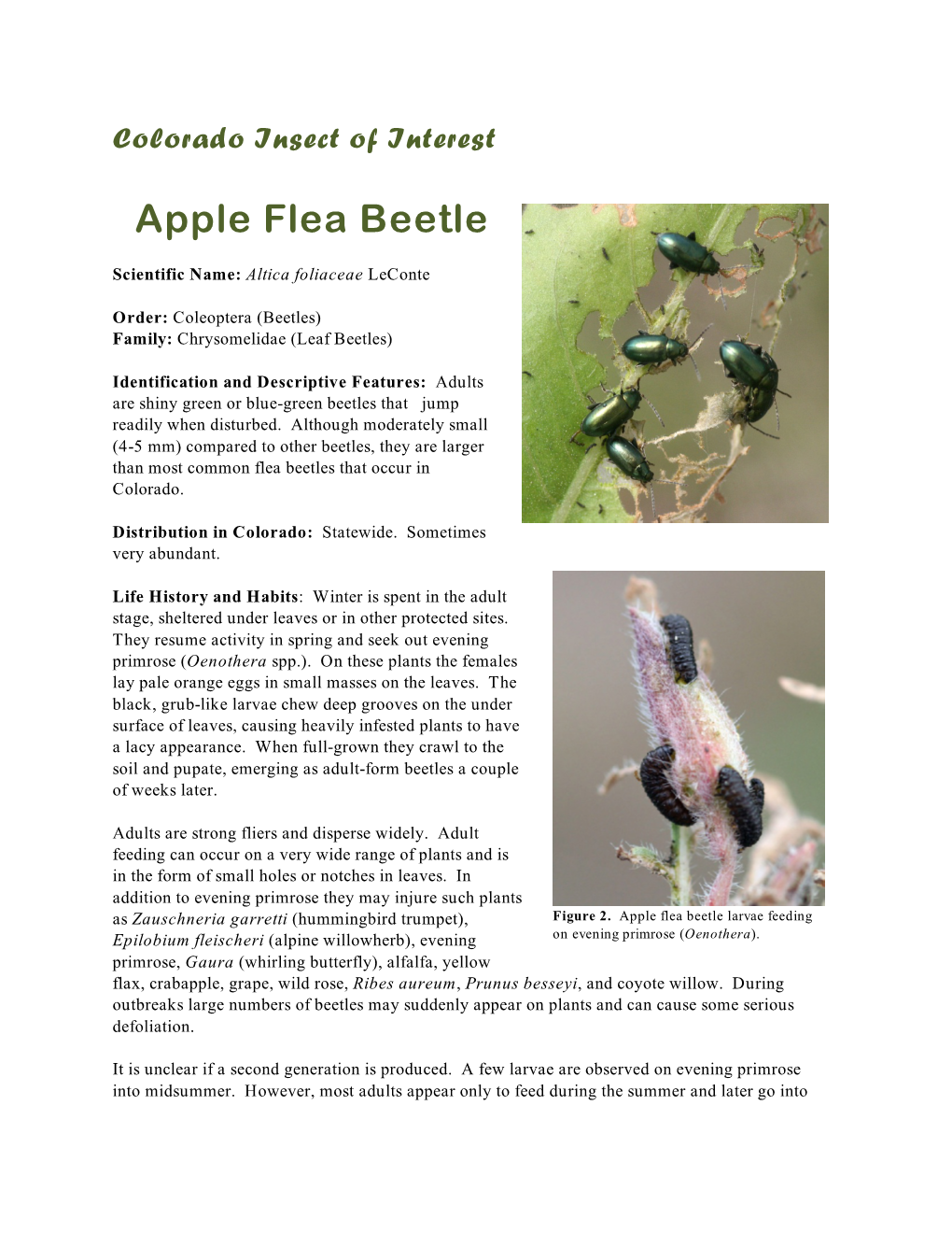 Apple Flea Beetle