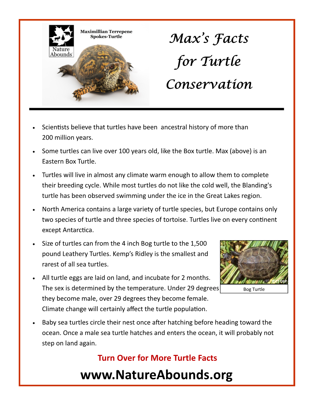 Turn Over for More Turtle Facts