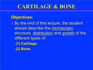 Cartilage & Bone