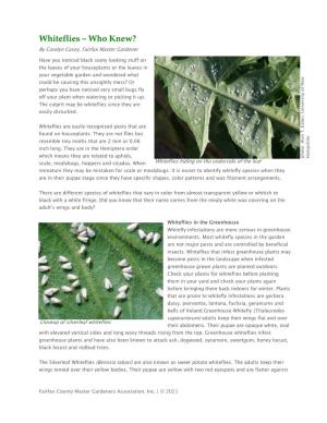Whiteflies – Who Knew? by Carolyn Casey, Fairfax Master Gardener