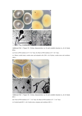 Additional File 1: Figure S1. Colony Characteristics (A, B) and Conidial Structure (C, D) of Strain PT-6