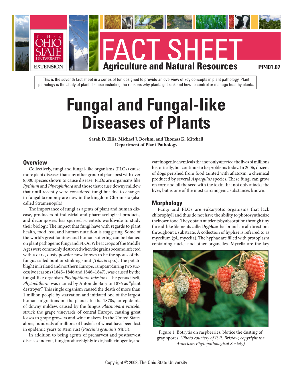 Fungal and Fungal-Like Diseases of Plants