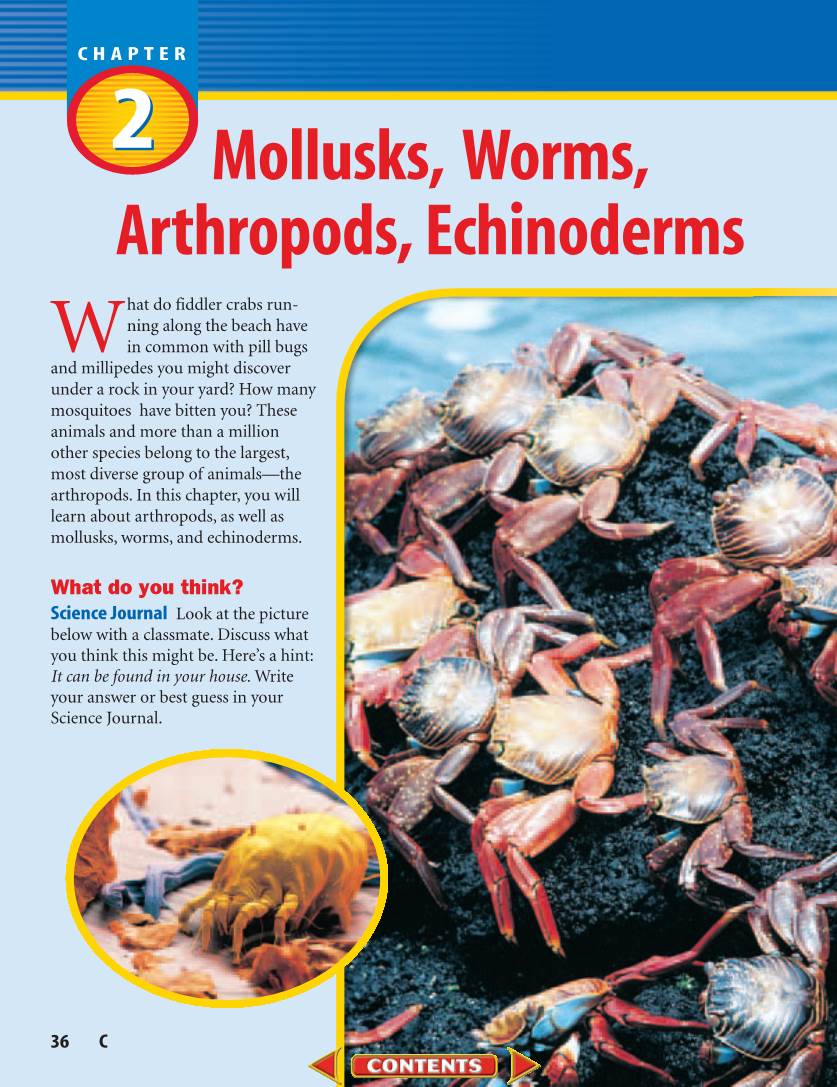 Mollusks, Worms, Arthropods, and Echinoderms As Shown