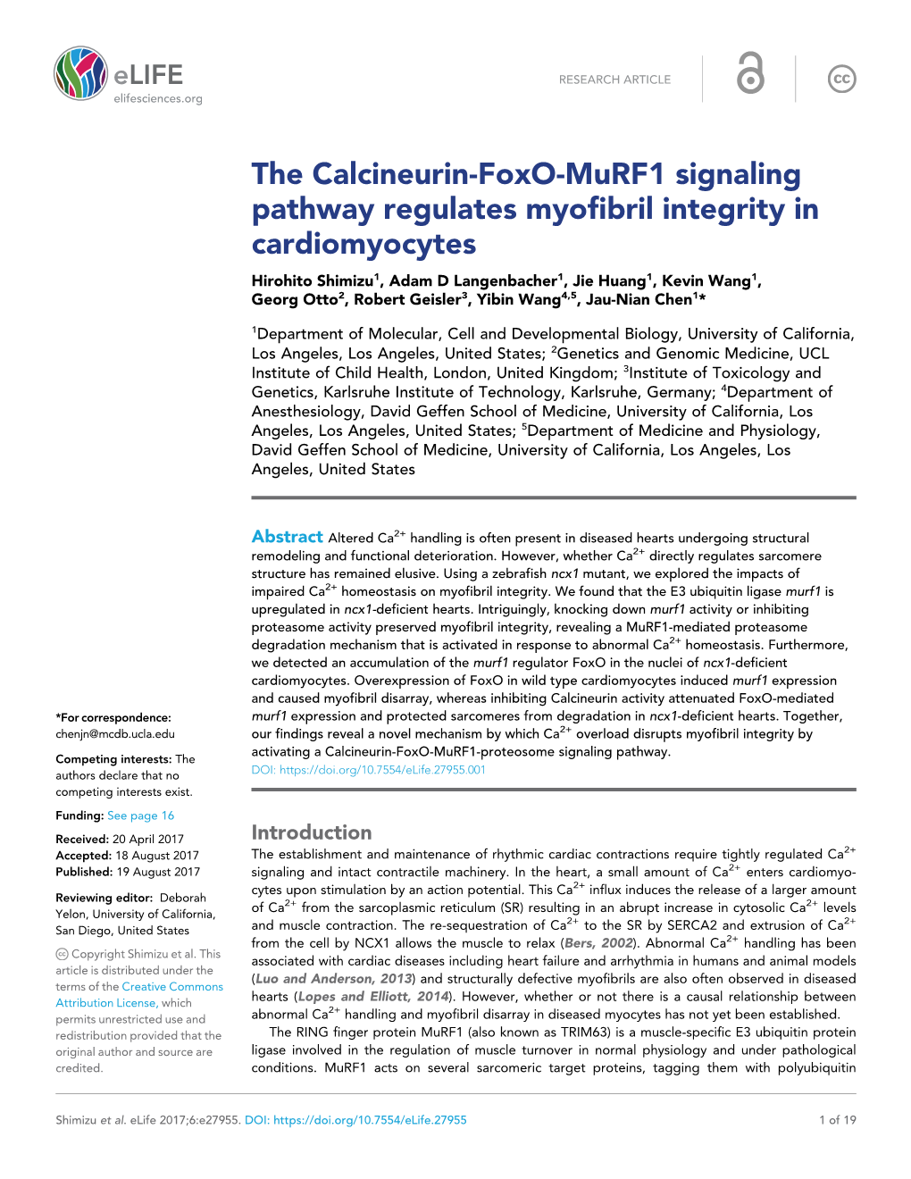 The Calcineurin-Foxo-Murf1 Signaling Pathway Regulates