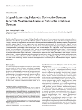Mrgprd-Expressing Polymodal Nociceptive Neurons Innervate Most Known Classes of Substantia Gelatinosa Neurons