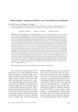 Fitting Together: Copulatory Linking in Some Neotropical Chrysomeloidea