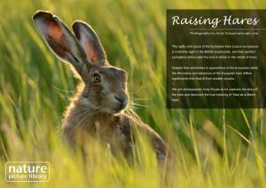 Raising Hares