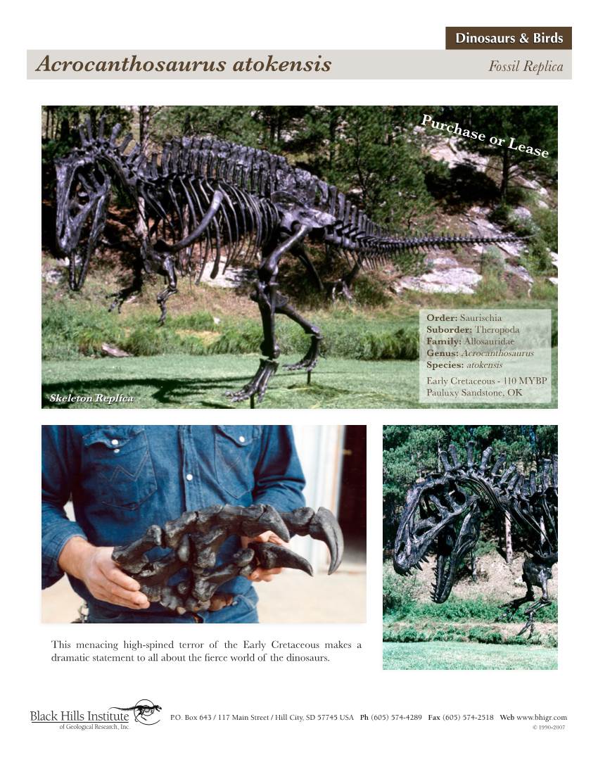 Acrocanthosaurus Atokensis Fossil Replica
