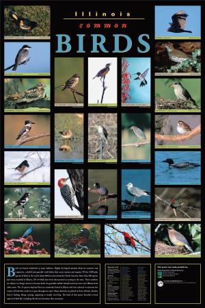 Llinois Common Birds Poster
